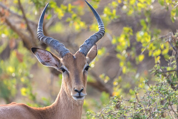 Kudu