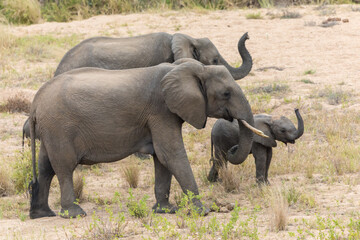 Fototapeta premium Elefant