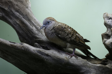 A small turtledove is foraging on a dry tree trunk. This bird has the scientific name Geopelia striata.