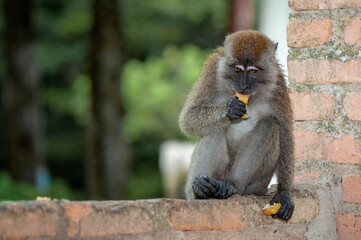 baboon sitting on the rock