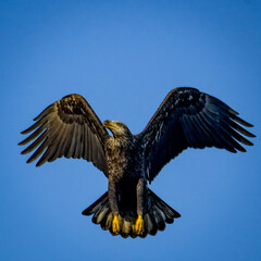 Bald Eagle Wing Flight 