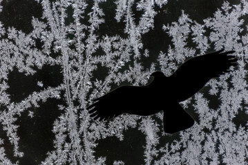 frozen window early in the morning