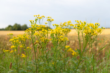 Canola flowers during summer in Germany.