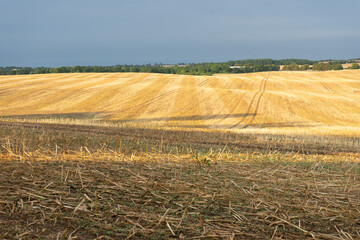 A harvested wheat field during summer.