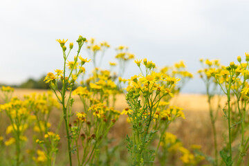 Canola flowers during summer in Germany.