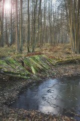 Obraz premium Broken wooden bridge in a swamp forest.