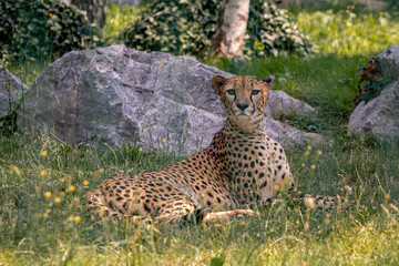 ghepardo che guarda incuriosito all'orizzonte