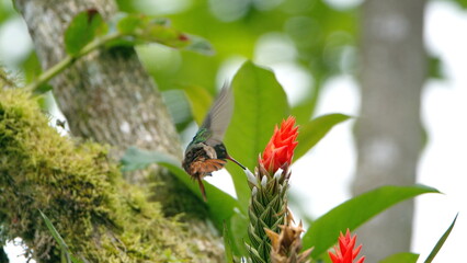 Rufous-tailed hummingbird (Amazilia Tzatcl) in flight, feeding from a red flower in Mindo, Ecuador