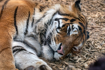 tigre mentre riposa in una calda giornata estiva