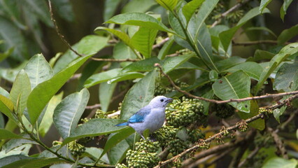 Blue-gray tanager (Thraupis episcopus) eating fruit on a bush in Mindo, Ecuador