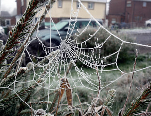 Close Up of a Frozen Frosty Spiders Cobweb on a Misty Dew Morning