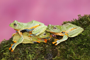 Three green tree frogs are hunting for prey in a bush. This amphibian has the scientific name Rhacophorus reinwardtii.