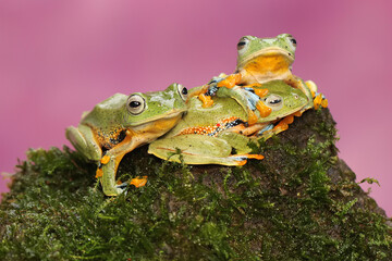 Four green tree frogs are hunting for prey in a bush. This amphibian has the scientific name Rhacophorus reinwardtii.
