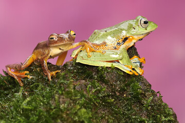 Three green tree frogs are hunting for prey in a bush. This amphibian has the scientific name Rhacophorus reinwardtii.