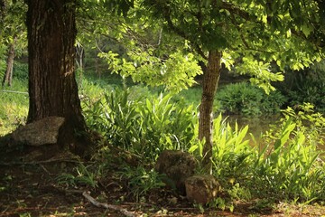 Vegetation in sunlight with lots of greenery, leafy trees, leaves, lush