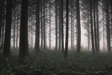 Obraz premium forêt, sous-bois, troncs dans la brume, le brouillard