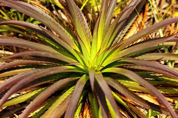 Cerrado plant with long leaves and thorns in the region of Caraça, Minas Gerais.