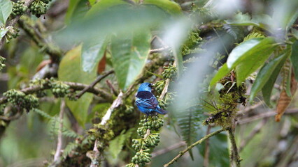 Blue-necked tanager (Tangara cyanicollis) eating fruit in a tree in Mindo, Ecuador