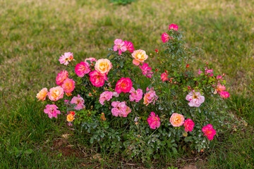 Fototapeta premium Ornamental flowers grown in the garden