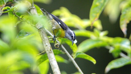 Bananaquit (Coereba flaveola) foraging in a tree in Mindo, Ecuador