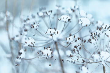 Dry meadow flowers with snow. Winter scenery for Christmas cards