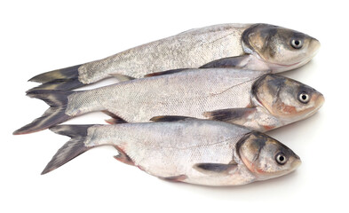 Three big fresh carp.