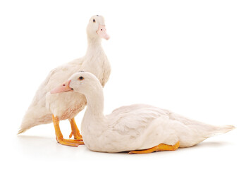 Two white ducks.