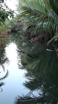 Mangroves and nipa palm trees along water