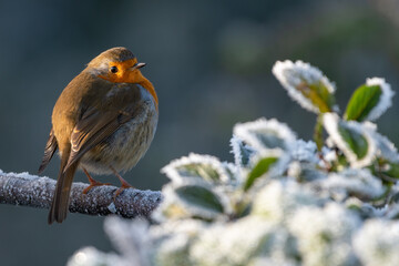 Robin perches on a branch in a UK garden on a frosty morning.