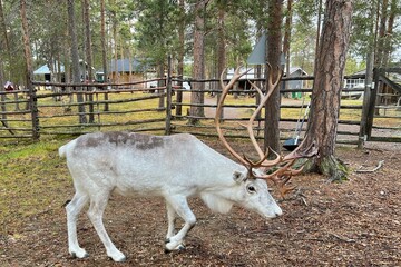 Reindeers raised in the farm in Lapland, Finland © bleung