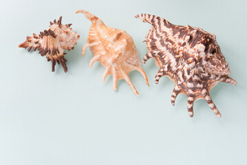 Obraz premium Frame from shells of various types on a blue background. Seashells and corals on a pastel background. vacation concept. flat Flat lay. Top view. 