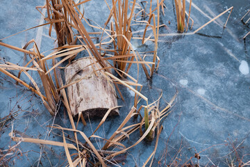 Old stump in the ice river in early winter. There is some reed on a backgroung of the blue ice with air bubbles. Winter landscape scene,