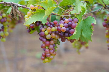 ripe grapes hanging in a vineyard 