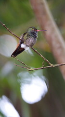 Rufous-tailed hummingbird (Amazilia Tzatcl) perched on a twig in Mindo, Ecuador