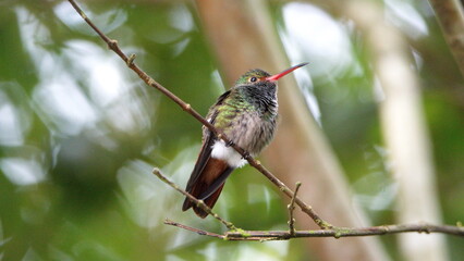 Rufous-tailed hummingbird (Amazilia Tzatcl) perched on a twig in Mindo, Ecuador