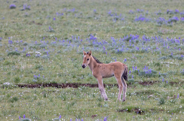 Wild Horse Foal in the Pryor Mountains Montana in Summer