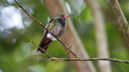Rufous-tailed hummingbird (Amazilia Tzatcl) perched on a twig in Mindo, Ecuador