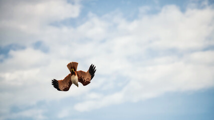 Brahminy kite or red-backed sea-eagle bird against blue sky and cloud