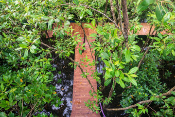 Top view of mangrove tree leaf and wood walkpath, Chanthaburi