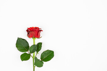 Red rose on a white background isolated, flat lay.