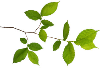 a tree branch with green leaves isolated on a white background
