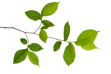 a tree branch with green leaves isolated on a white background