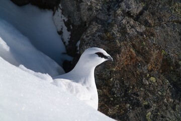 a rock ptarmigan, lagopus muta,  male on the snow capped alps in a rock wall at a sunny winter day