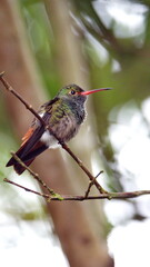 Rufous-tailed hummingbird (Amazilia Tzatcl) perched on a twig in Mindo, Ecuador