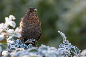 Female common blackbird (Turdus merula) on a frosty winter morning, Norfolk, UK