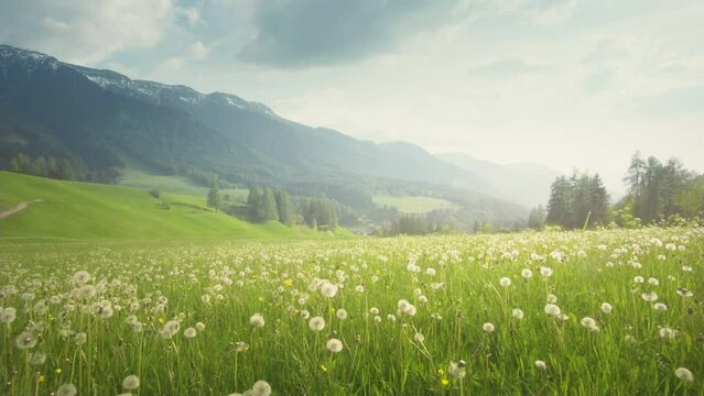 field of spring dandelions in Dolomites,South Tyrol, Italy