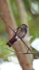 Rufous-tailed hummingbird (Amazilia Tzatcl) perched on a twig in Mindo, Ecuador