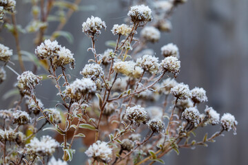 Frost set on plants in the garden