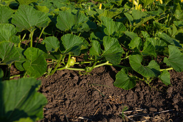 Green pumpkin plant in organic vegetable garden