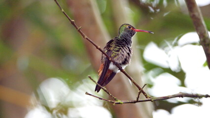 Rufous-tailed hummingbird (Amazilia Tzatcl) perched on a twig in Mindo, Ecuador